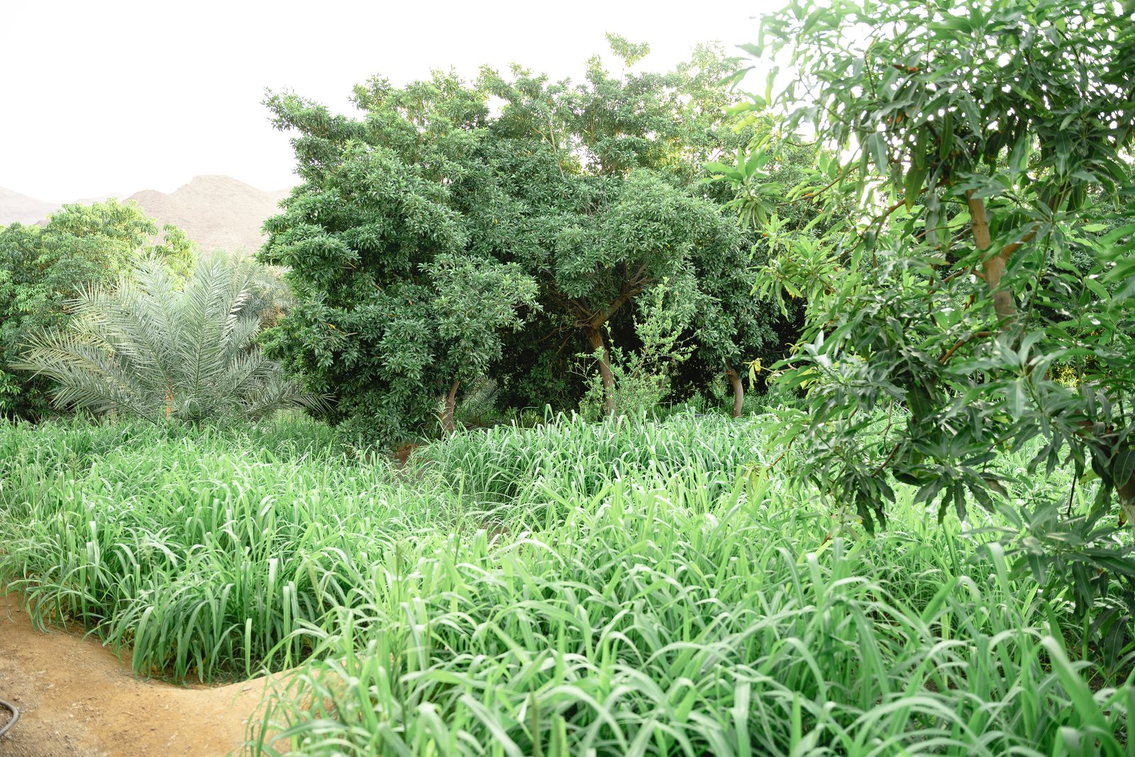 ALSALAM Farmhouse Scenic Mountain Views