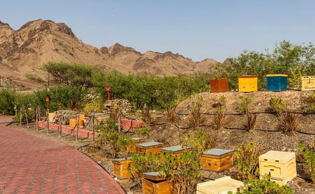  حديقة النحل في حتا