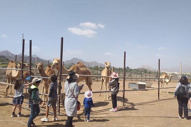 Camel Riding in Hatta